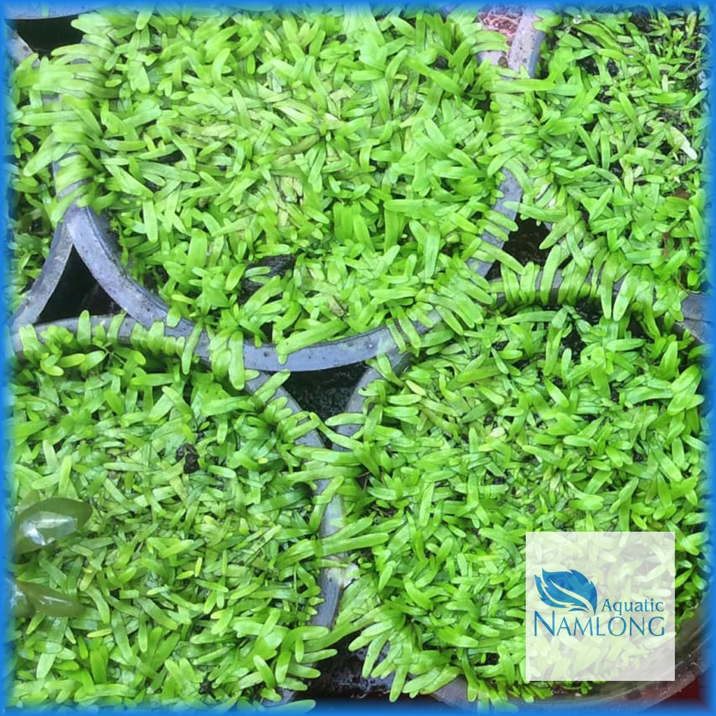 Cỏ giấy  - Cây thủy sinh tiền cảnh trải nền