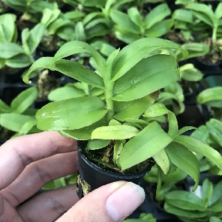 Lan Phi Điệp giả hạc trắng bạch kim