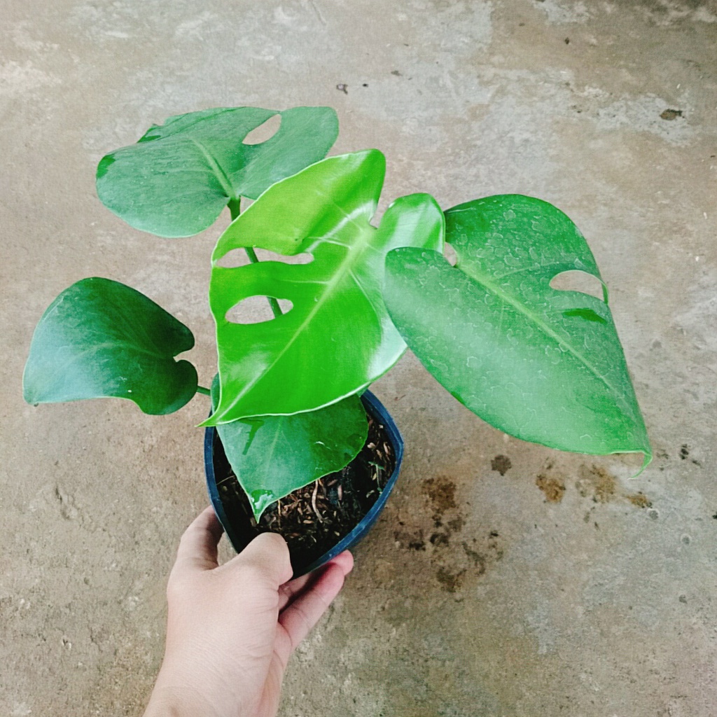 Trầu Bà Lá Xẻ - trầu bà nam mỹ - caykiengsadec
