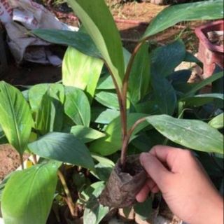 Cây chuối đỏ đăkca