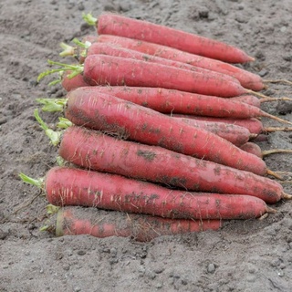 Hạt Giống Cà Rốt Đỏ RED CARROT 402 ( 5gr)