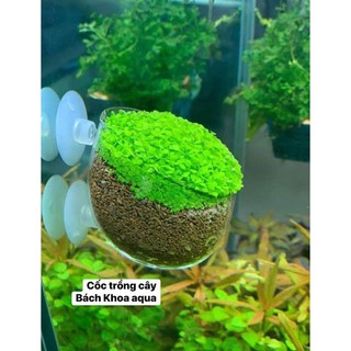 Cốc trồng cây thủy tinh