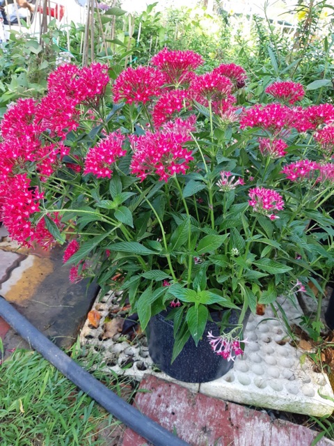 Cây hoa diễm châu