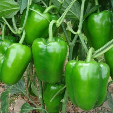 Hạt giống Ớt Ngọt F1