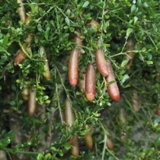 Chanh ngón tay nhập Thái Lan đủ tag màu quả