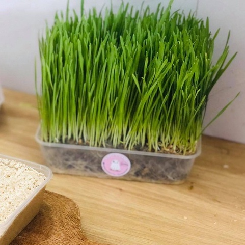 Cỏ lúa mạch tươi trị búi lông hỗ trợ tiêu hóa cho chó mèo