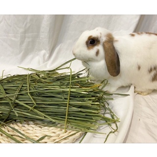 Cỏ lúa mì non wheatgrass, tiểu mạch thảo non cho thỏ, bọ ú..