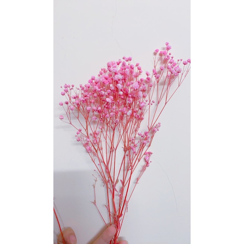 Hoa baby tím ❤️FREESHIP❤️ Gypsophila hoa khô trang trí phòng ngủ, làm đồ handmade