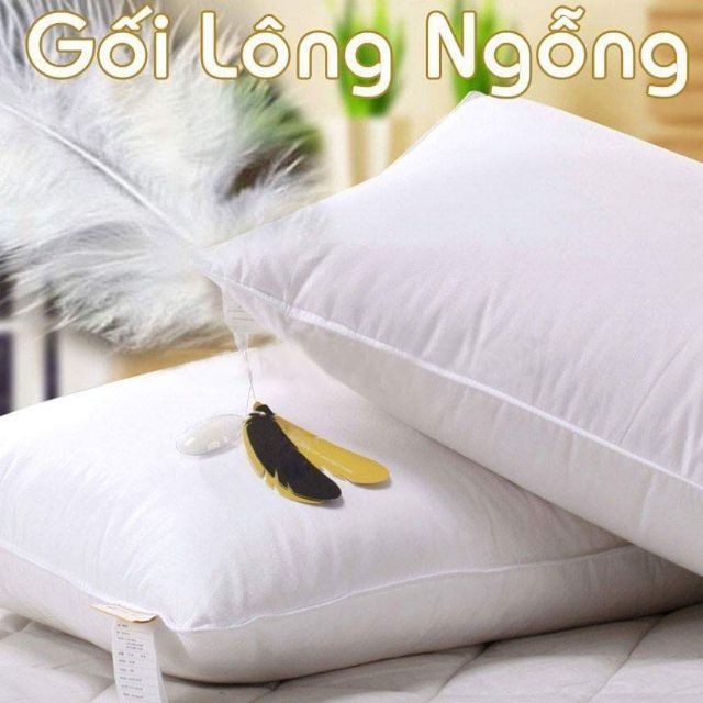 Gối Lông ngỗng cao cấp