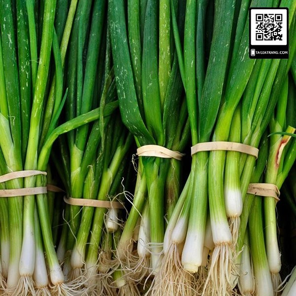 Hạt giống Hành lá  JL21