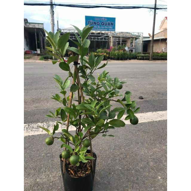 Chanh tứ quý ... đang trái...