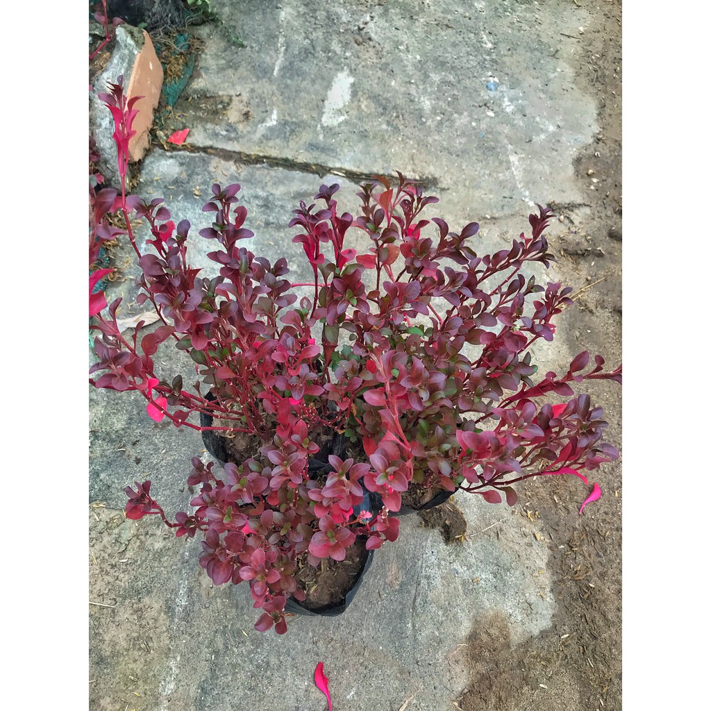 Cây diệu kỷ đỏ (diệu đỏ) ⚡️GIÁ GỐC TẠI VƯỜN⚡️ trồng bịch đen 13-15 nhiều nhánh sum suê lá đỏ rực cực đẹp