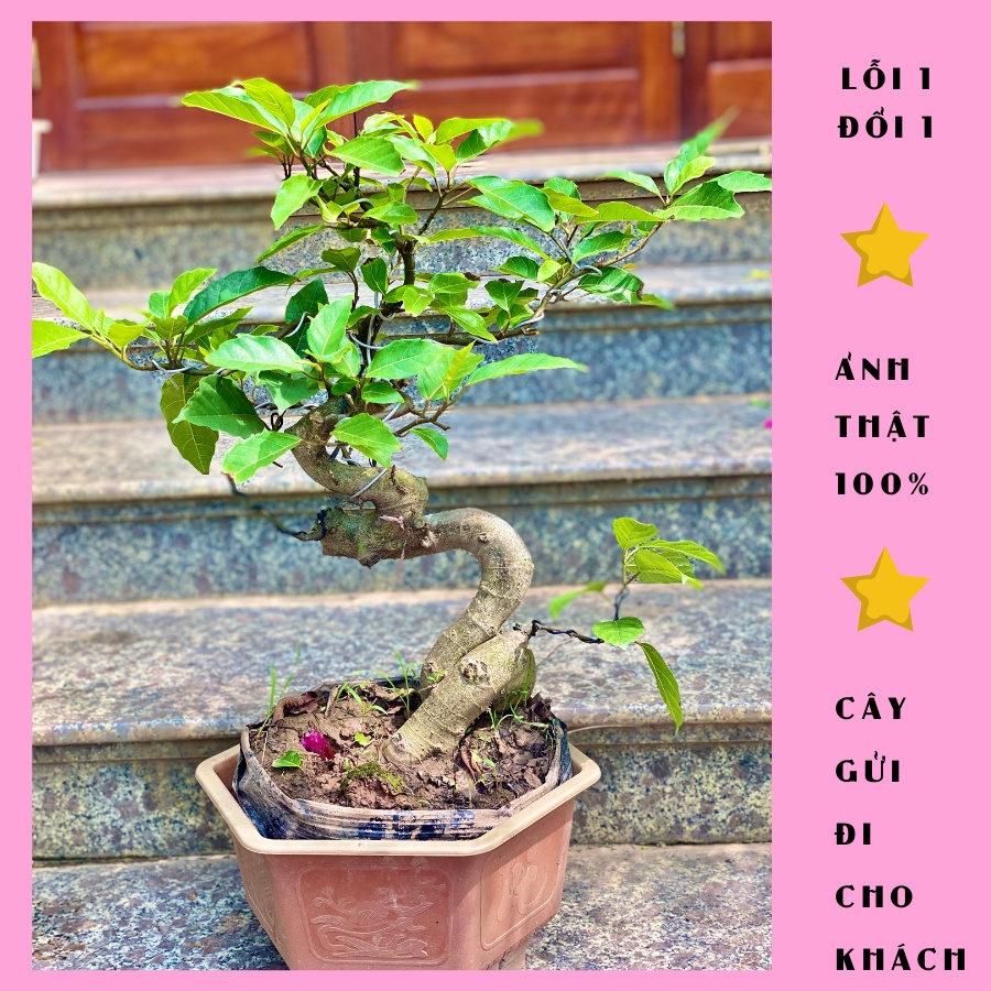 Cây sung bonsai, ảnh thật đánh số 1-10, lỗi 1 đổi 1