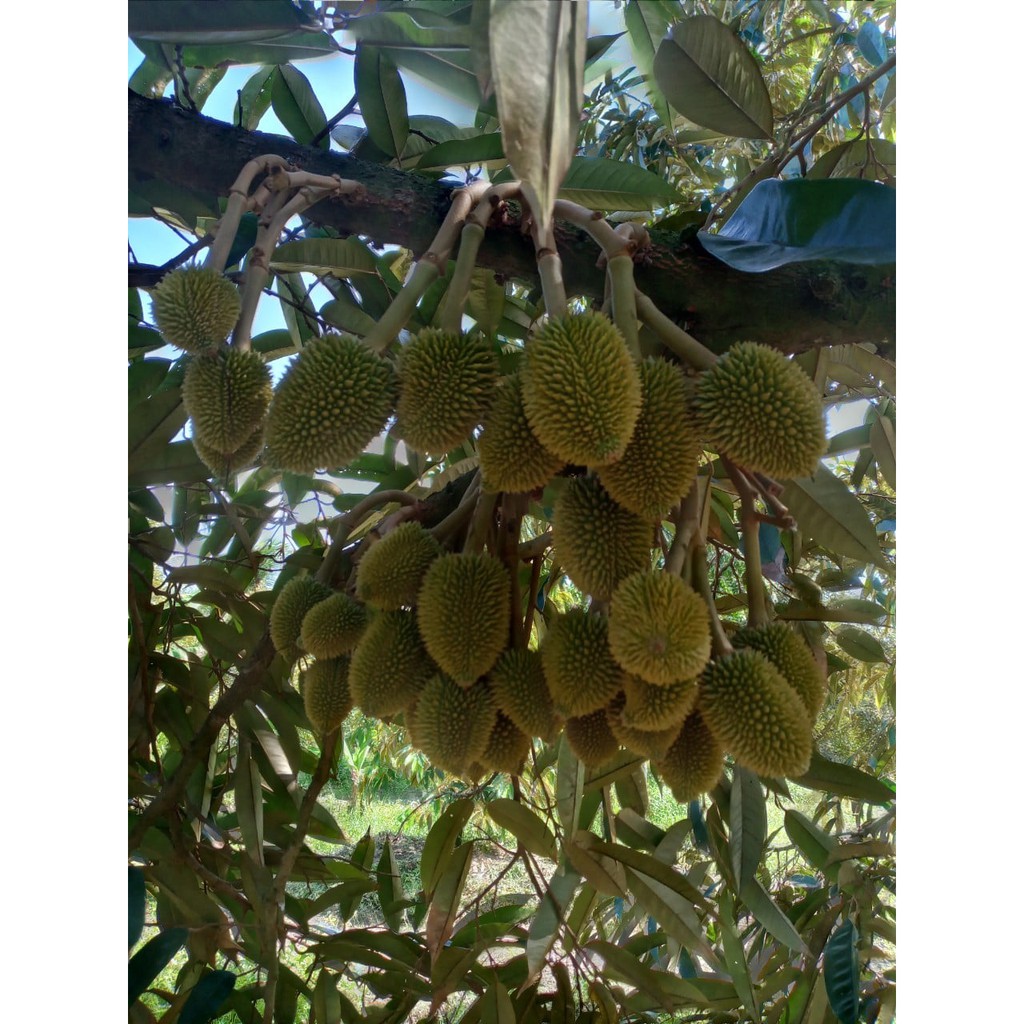 Phân bón lá vi lượng COMBI CHELATE THAI LAN