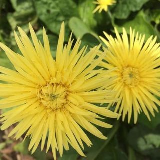 1 khóm hoa đồng tiền cổ màu vàng