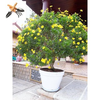 ⚡️Hạt Giống Hoa Cúc Thân Gỗ Nhà Vườn Đà Lạt⚡️ Dễ Trồng Tỉ Lệ Nảy Mầm Trên 90% Gói 30 Hạt TRỒNG HOA TẾT