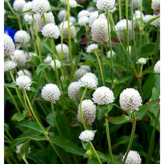 2 bầu cây hoa bách nhật  trắng