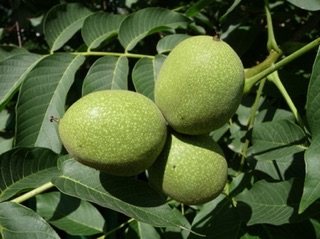 Nhân hạt óc chó sấy (500gr)