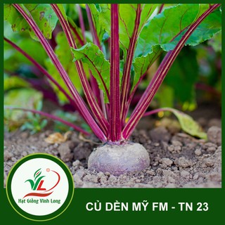 Hạt giống Củ dền FM TN 23 - 5g