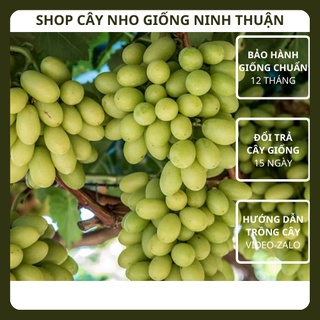 Cây Nho Xanh Không Hạt Giống Nho Thompson Seedless của Úc