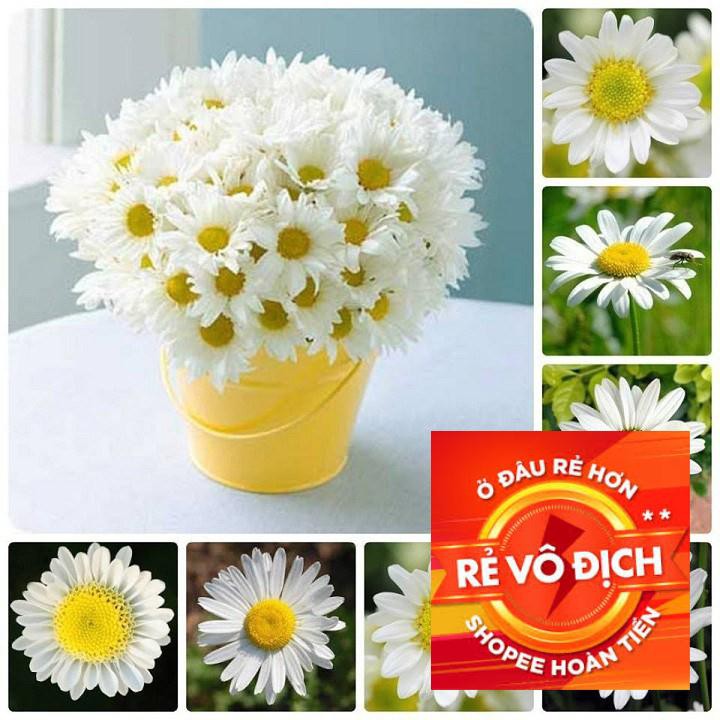 100h hạt giống hoa cúc chi trắng- 60cm shasta (Chrysanthemum) TRỢ GIÁ