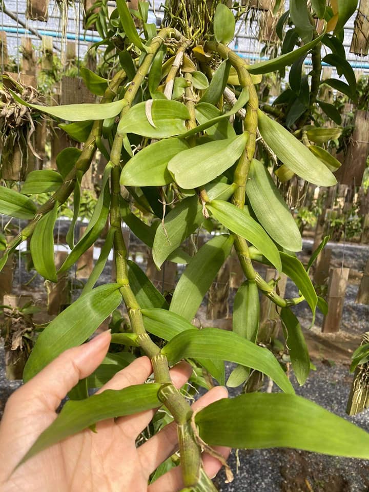 Hoa phong lan trầm tím -hàng thái( bảng gỗ 3-4 thân 1 bảng) + Tặng 02 cây nhót ngọt