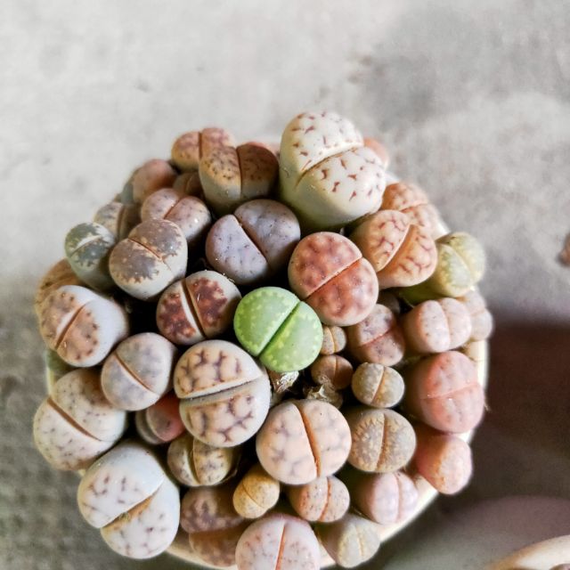 Sen Mông, Thạch Lan, Lithops (Chậu kiểu như ảnh)