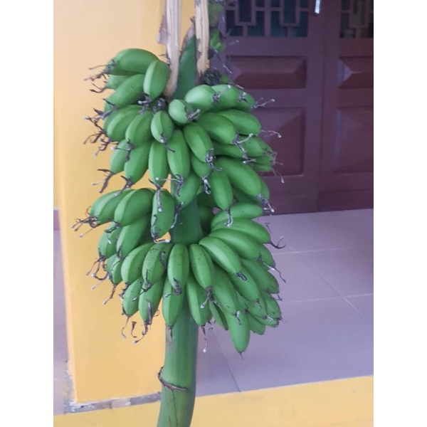 CÂY GIỐNG CHUỐI NGỰ TIẾN VUA SIÊU MẬP