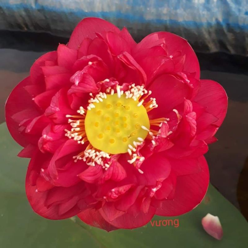 SEN THÁI : 15 màu. ngó giống