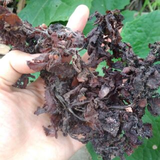 1 kg Rong biển nấu sâm không hoá chất