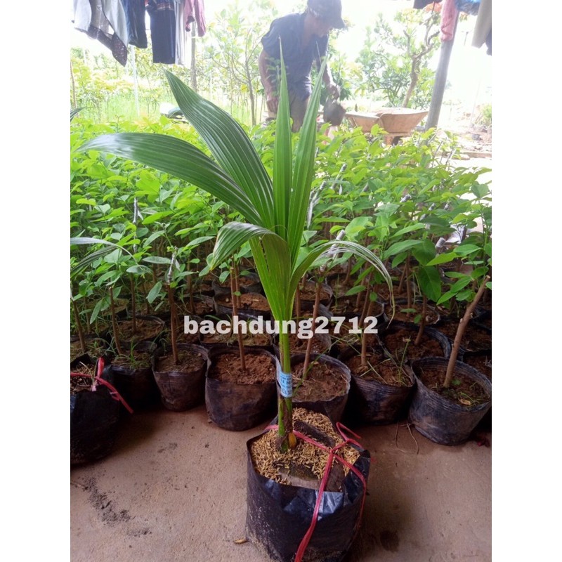 Cây dừa xiêm xanh lùn