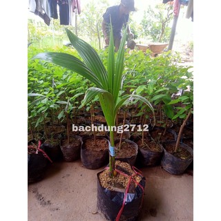 Cây dừa xiêm xanh lùn