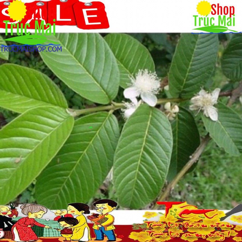1kg lá ổi tươi-giao hàng siêu nhanh!