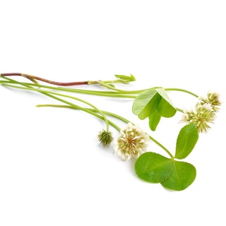 Hạt giống cỏ linh lăng trắng ~ thức ăn gia súc đa năng,100h