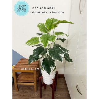 Trầu bà viền trắng 70cm - cây hoa giả decor