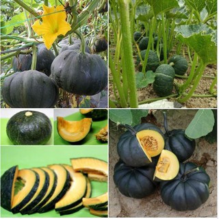 Hạt giống bí đỏ da xanh NHật Bản - 10 hạt/gói
