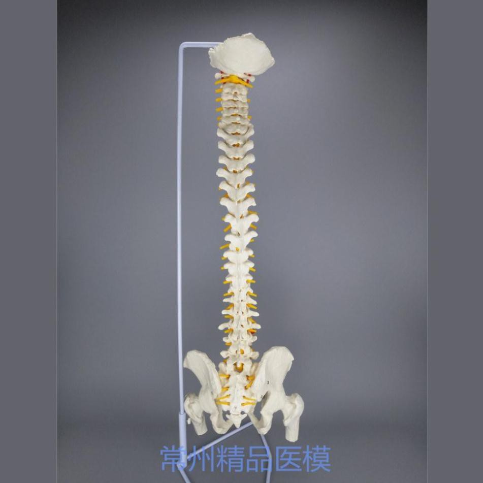 Mô hình cột sống 45cm