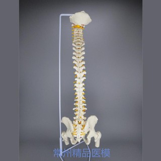 Mô hình cột sống 45cm