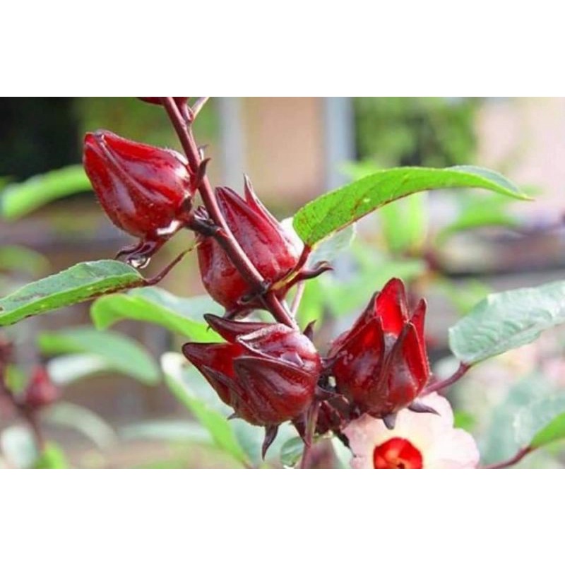 500gt mứt hoa hồng chua ngọt đặc sản Đà Lạt