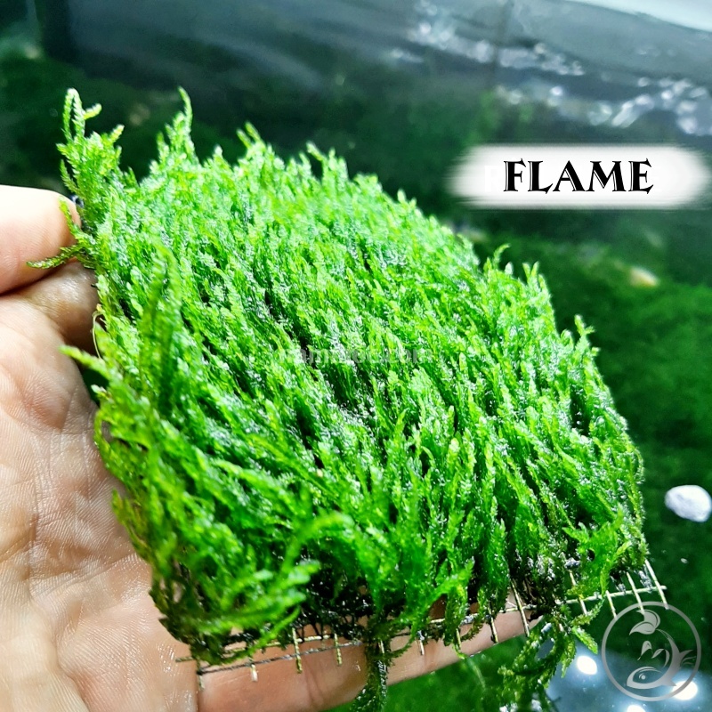 Rêu Flame - Rêu lửa | Dòng rêu thuỷ sinh đẹp, dễ trồng