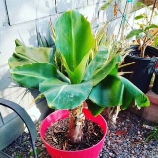 cây chuối lùn cấy mô Thái Lan