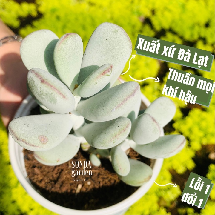 Sen đá sỏi tím SONDA GARDEN size chậu 10cm, xuất xứ Đà Lạt, khoẻ đẹp, lỗi 1 đổi 1