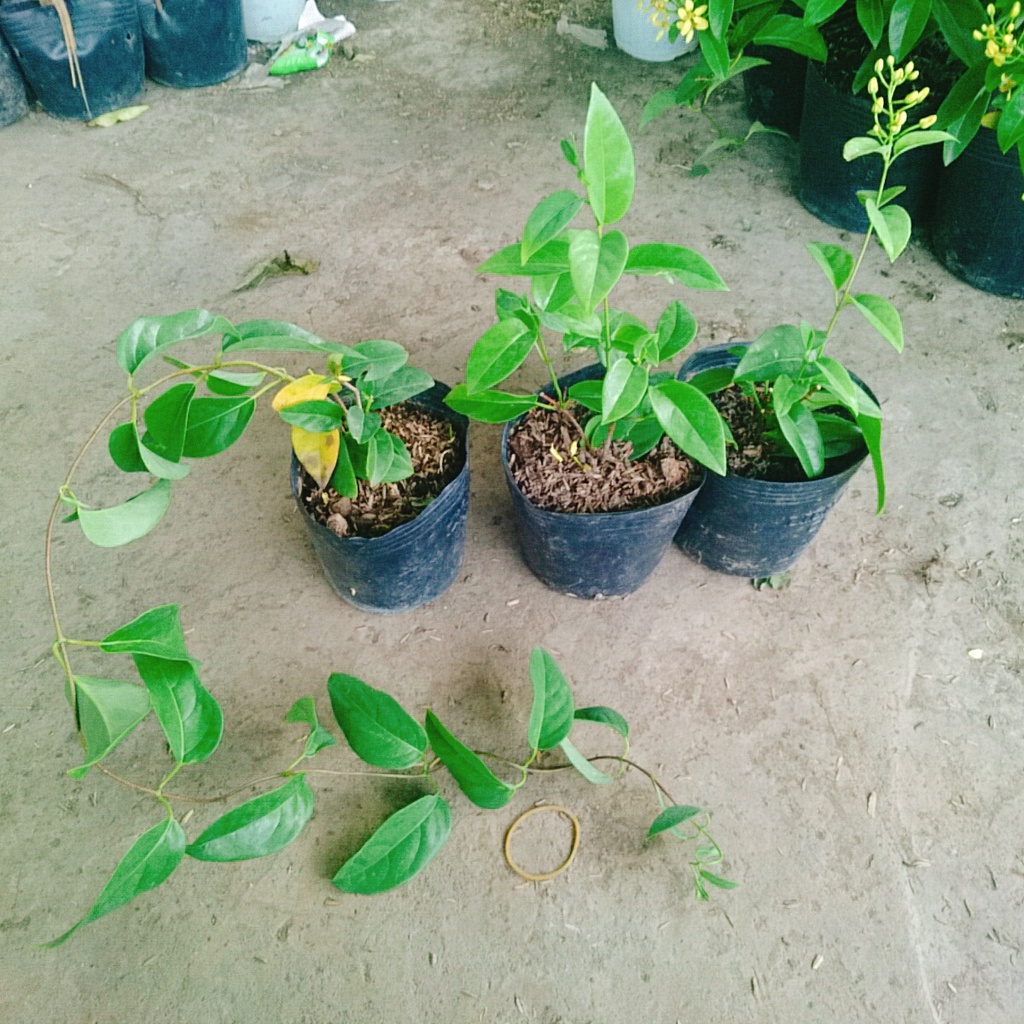Cây Mai Hoàng Yến
