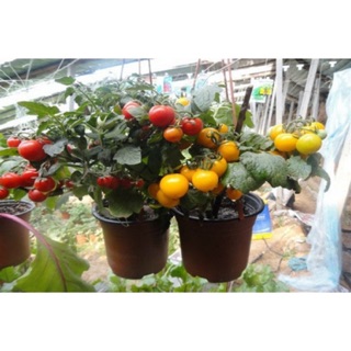 Hạt Giống Cà Chua Lùn Cherry Đỏ F1 - Cà Chua Cherry Trồng 4 Mùa