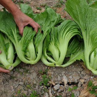 Hạt giống cải bẹ dưa 20gram