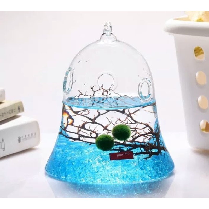 Tảo Cầu May Mắn Marimo - Tảo Cầu Nhật Bản Moss Ball