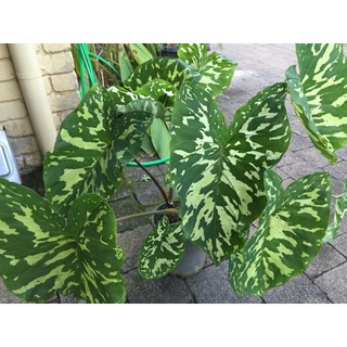 Chậu cứng Alocasia Hilo Beauty