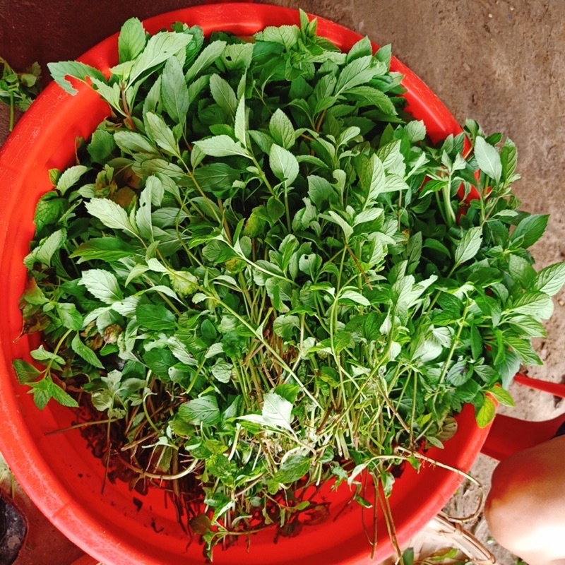 Trà Bạc Hà Sấy Lạnh - The Mát, Thơm Miệng