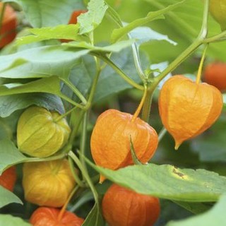 Hạt giống anh đào đất lucky seeds-50 hạt