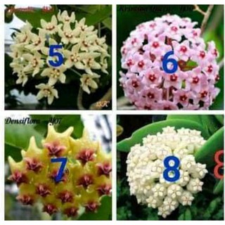 hoa lan cẩm cù
